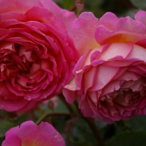 Rosa 'Jubilee Celebration' ®