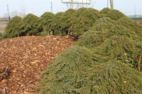 Juniperus communis "Green Carpet"