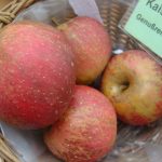 Apfel 'Kaiser Wilhelm'