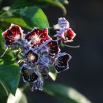 Kalmia latifolia 'Mitternacht'
