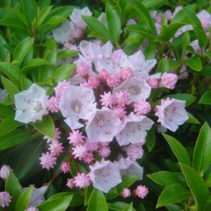 Kalmia latifolia 'Elf'