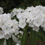 Kalmia latifolia 'Snowdrift'