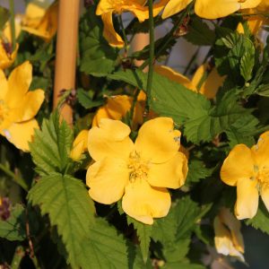 Kerria japonica