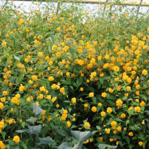 Kerria japonica "Pleniflora"