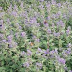Caryopteris clandonensis 'Kew Blue'
