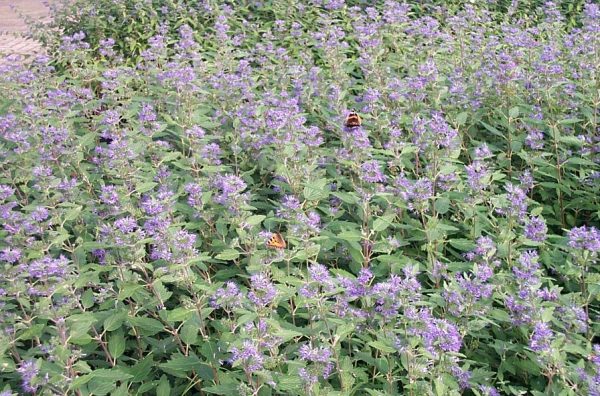 Caryopteris clandonensis 'Kew Blue'