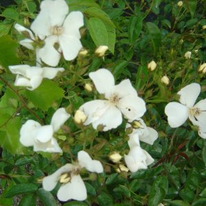 Rosa 'Kiftsgate' (filipes)