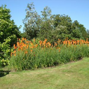 Kniphofia uvaria 'Royal Castle'
