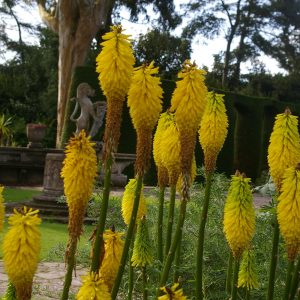 Kniphofia uvaria 'Lemon Popsicle' ®