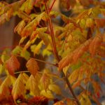 Koelreuteria paniculata 'Coral Sun'