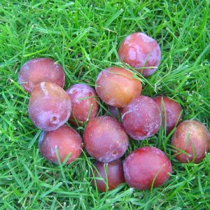Pflaume 'Königin Viktoria'