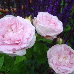 Rosa 'Königin von Dänemark' (alba)