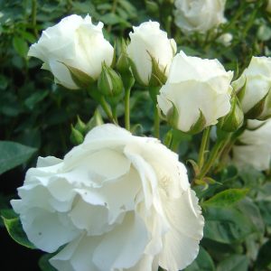 Rosa 'Kristall'