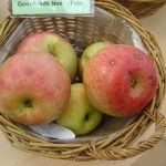 Apfel 'Krügers Dickstiel'