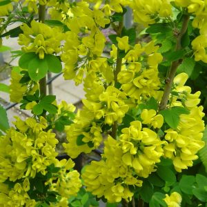 Laburnum anagyroides