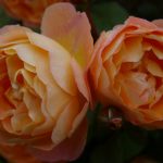 Rosa 'Lady Emma Hamilton'