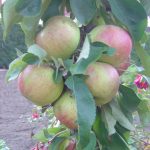 Apfel 'Lancelot' ®
