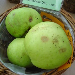 Apfel 'Landsberger Renette'