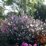 Lavatera x olbia 'Barnsley'