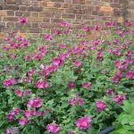 Lavatera x olbia 'Burgundy Wine'