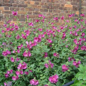 Lavatera x olbia  'Burgundy Wine'
