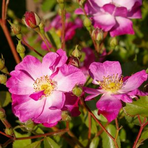 Rosa 'Lavender Dream' ®