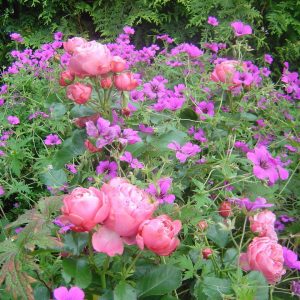 Rose Leonardo da Vinci + Storchschabel Patricia