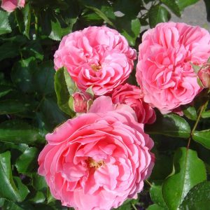 Rosa 'Leonardo da Vinci' ®