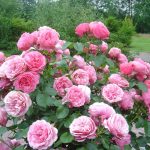 Rosa 'Leonardo da Vinci' ®