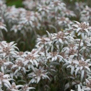 Leontopodium alpinum