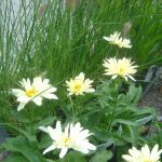 Leucanthemum x superbum 'Boadway Lights' ®