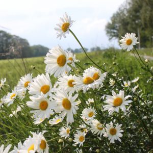 Leucanthemum vulgare