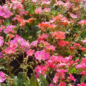 Lewisia cotyledon 'Regenbogen'