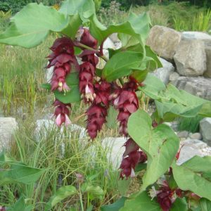 Leycesteria formosa "Purple Rain"