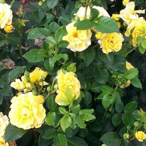 Rosa 'Lichtkönigin Lucia' ®