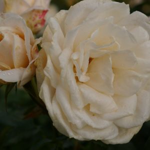 Rosa 'Lions Rose' ®