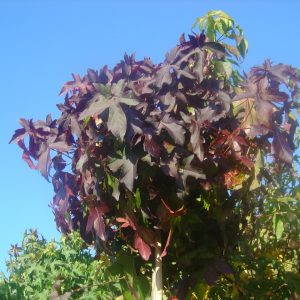 Liquidamber styraciflua 'Gum Ball'