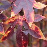 Liquidambar styraciflua 'Simone'