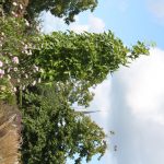 Liquidambar styraciflua `Slender Silhouette'