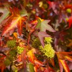 Liquidamber styraciflua 'Worplesdon'