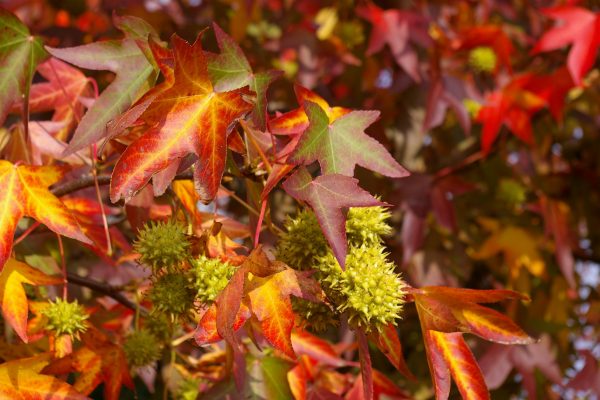 Liquidamber styraciflua 'Worplesdon'