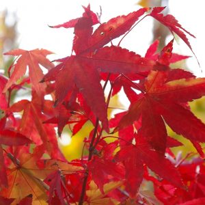 Liquidambar styraciflua 'Stared' (Red Star)
