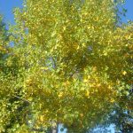 Liriodendron tulipifera 'Aureomarginatum'