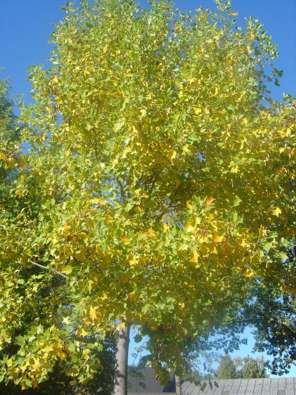 Liriodendron tulipifera 'Aureomarginatum'