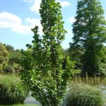 Liriodendron tulipifera 'Fastigiata'