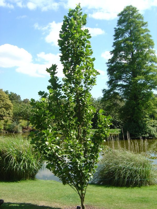 Liriodendron tulipifera 'Fastigiata'