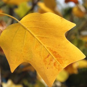 Liriodendron tulipifera