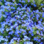 Lithodora diffusa 'Heavenly Blue'