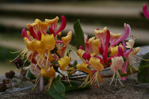 Lonicera heckrottii