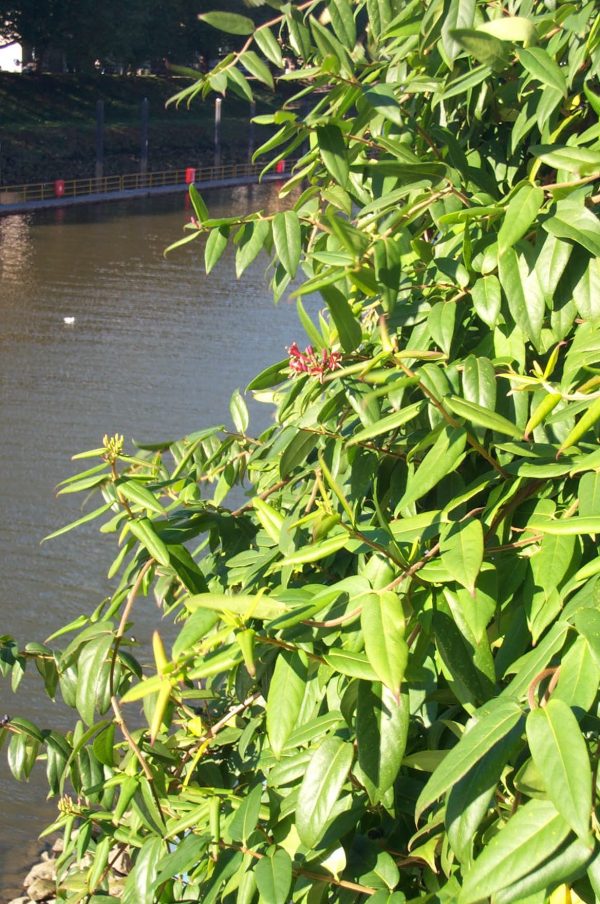 Lonicera henryi